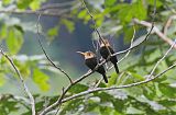 White-throated Jacamar