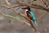 White-throated Kingfisherborder=