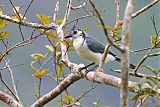 White-throated Magpie-Jayborder=