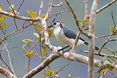 White-throated Magpie-Jay