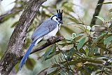 White-throated Magpie-Jay