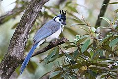 White-throated Magpie-Jay