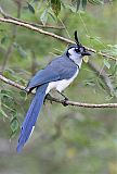 White-throated Magpie-Jay