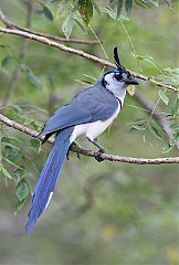 White-throated Magpie-Jay