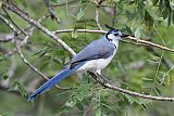 White-throated Magpie-Jay