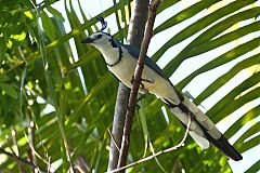 White-throated Magpie-Jay