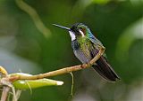 White-throated Mountain-gemborder=