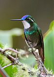 White-throated Mountain-gemborder=