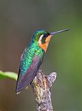 White-throated Mountain-gem