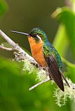 White-throated Mountain-gem