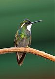 White-throated Mountain-gem