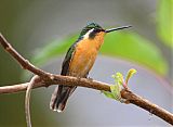 White-throated Mountain-gemborder=