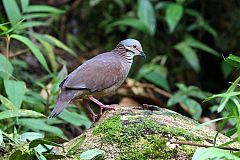 White-throated Quail-Dove