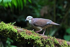 White-throated Quail-Dove