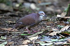 White-throated Quail-Dove