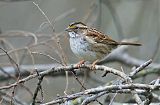 White-throated Sparrow