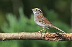 White-throated Sparrow