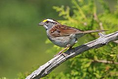 White-throated Sparrow