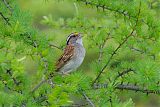 White-throated Sparrow