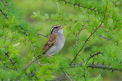 White-throated Sparrow