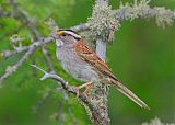 White-throated Sparrow