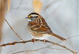 White-throated Sparrowborder=