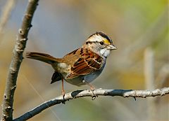 White-throated Sparrow