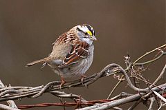 White-throated Sparrow