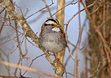 White-throated Sparrow