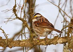 White-throated Sparrow