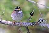 White-throated Sparrow