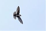 White-throated Swift