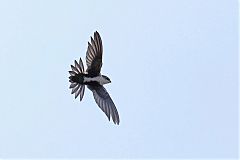 White-throated Swift