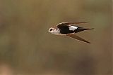 White-throated Swift