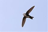 White-throated Swift