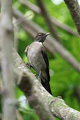 White-throated Thrush