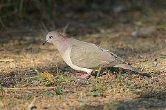 White-tipped Dove