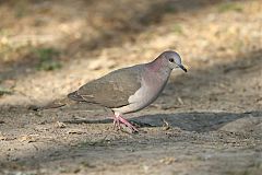 White-tipped Dove