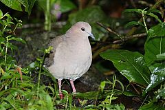 White-tipped Dove