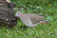 White-tipped Dove