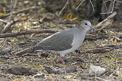 White-tipped Dove