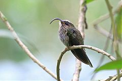 White-tipped Sicklebill