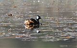 White-tufted Grebeborder=