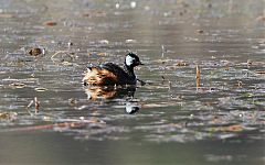 White-tufted Grebe