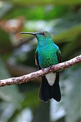 White-vented Plumeleteer