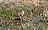 White-winged Cinclodes