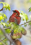 White-winged Crossbill