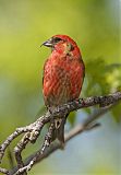 White-winged Crossbill