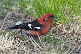 White-winged Crossbill