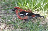 White-winged Crossbill